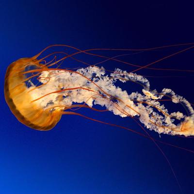 Profile Picture of Jeremy McCarthy (@JeremyMcCarthy9) on Twitter