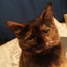 Profile Picture of Chris Grondin (@juantina_gaudi) on Twitter