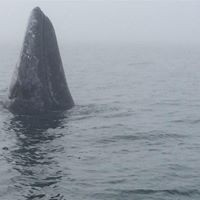 Profile Picture of Laura Irizarry (@laura-irizarry-6) on Quora