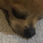 Charles Jacobson - Instagram Profile Picture of Charles Jacobson (@charles_the_chihauhau) on Instagram