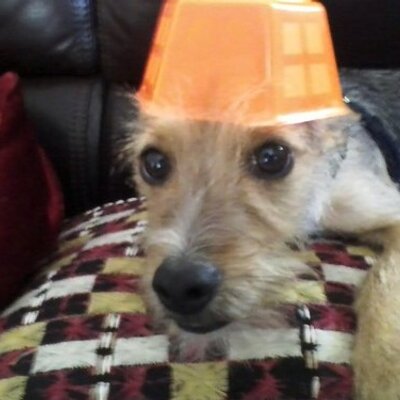 Profile Picture of Dan Adachi (@danadachi808) on Twitter