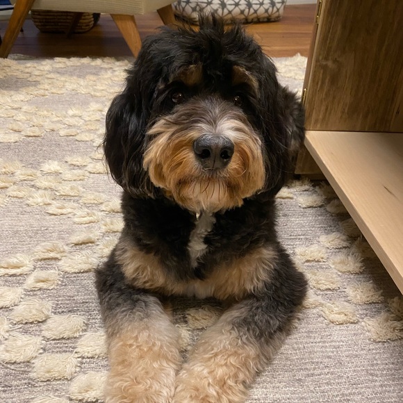 Profile Picture of Simone Hill (@schill) on Poshmark