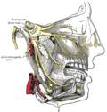 Profile Picture of Trigeminal neuralgia - Wikipediaon Wikipedia