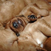 Profile Picture of Tracy Calhoun (@tracycalhoun3923) on Youtube