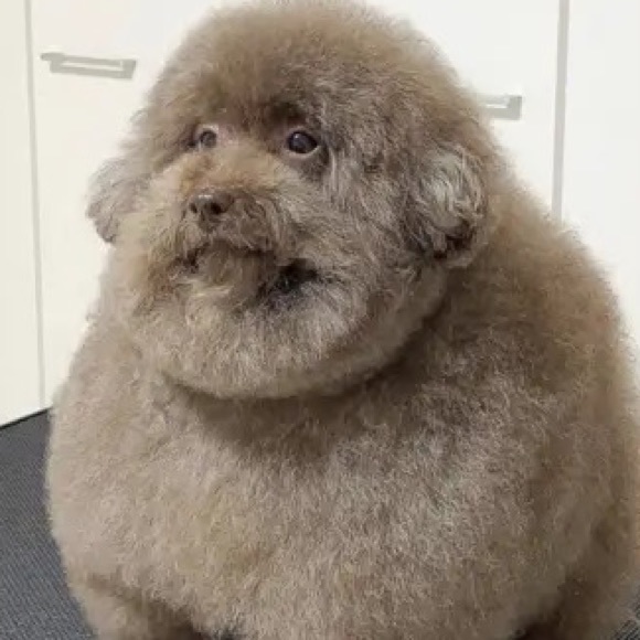 Profile Picture of Ozzie Dobrowalski (@cosmizu) on Poshmark