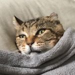 Profile Picture of hobbes and raymond (@stubbyfatandstinky) on Instagram