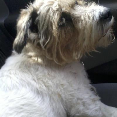 Profile Picture of Anne Corbin (@annecorbin2013) on Twitter