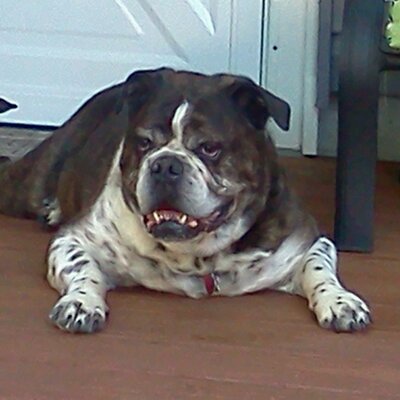 Profile Picture of Michael Serfass (@gumbymustang) on Twitter