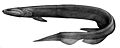 Profile Picture of Frilled shark - Wikipediaon Wikipedia
