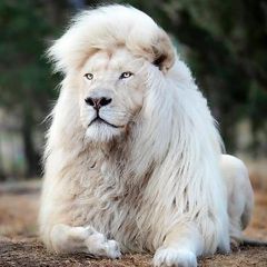 Danijela Stankovic Ex Ilic - Tiktok Profile Picture of Danijela Stankovic Ex Ilic (@danijelastankovic122) on Tiktok