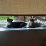 Profile Picture of Daisy moo and Janet (@daisymooandjanet2019) on Instagram