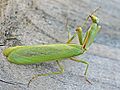 Profile Picture of Iris (mantis)on Wikipedia