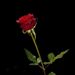 Profile Picture of Meera singh rajput (@Meerasingrajput) on Pinterest
