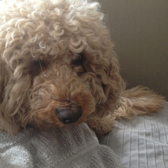 Profile Picture of Carryn Quibell (@cquibs) on Poshmark