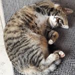 Gabriel Meier - Instagram Profile Picture of Gabriel Meier (@hifisch_06) on Instagram