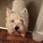 Profile Picture of william_liddell (@william_liddell) on Instagram