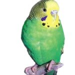 Profile Picture of Gillian Katherine Rose Duryea (@lacey0516) on Instagram