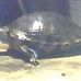 Profile Picture of Carmen Turtle (@carmen.turtle.1) on Facebook
