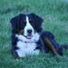 Profile Picture of Lori Overmyer (@loriovermyer) on Pinterest