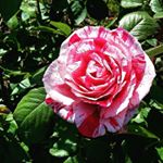 Profile Picture of Carrie Weeks Photography (@carrieweeksphotography) on Instagram
