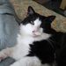 Profile Picture of Paula ZAWISLAK (@coalie3) on Pinterest