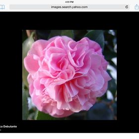 Profile Picture of Joanne Robinette Cruz (@joannerobinette) on Pinterest