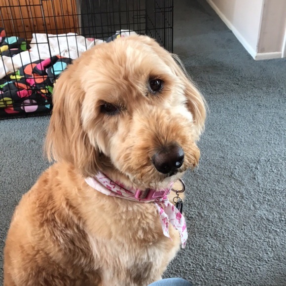 Profile Picture of Haylie Montemurno (@haylmontemurno) on Poshmark