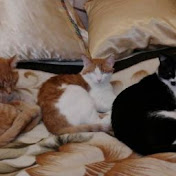 Profile Picture of Murland Cats (@murlandcats9496) on Youtube