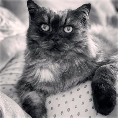 Profile Picture of Ian Bowerman (@ianbow2) on Twitter