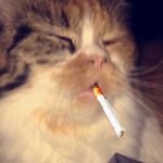 Profile Picture of Kitty Perry 💩 (@kittythedrugaddict) on Instagram