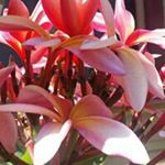 Profile Picture of Kathleen Irvine (@bluegeckodesignlb) on Instagram