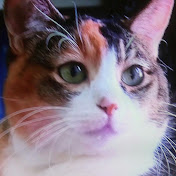 Joseph Ngai - Youtube Profile Picture of Joseph Ngai (@ngaishouhing) on Youtube