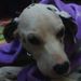 Profile Picture of Maxine Casey-Buchanan (@maxxib) on Pinterest