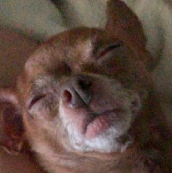 Profile Picture of Ashton Han-dressor (@ashpashtash) on Poshmark