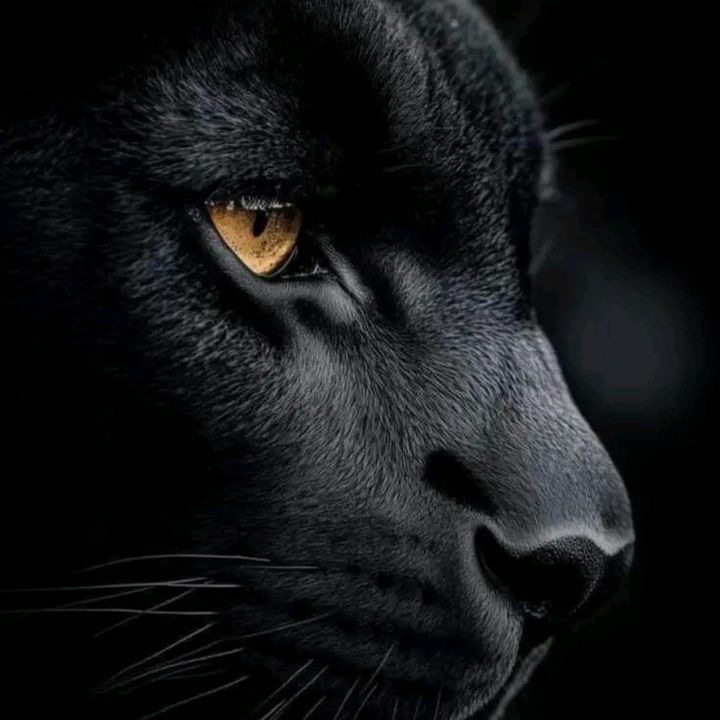 Profile Picture of Danny GT🇬🇹 (@dannygt32) on Tiktok