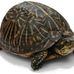Profile Picture of Jason Turtle (@jason.turtle.50) on Facebook