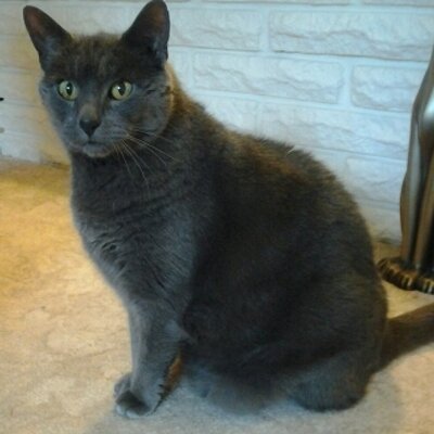 Profile Picture of Stella Lester (@Mindy2905) on Twitter