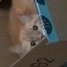 Profile Picture of justin Piatt (@@justinpiatt) on Tiktok