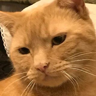 Profile Picture of Joyce McGuinness (@Joyce-McGuinness) on Facebook