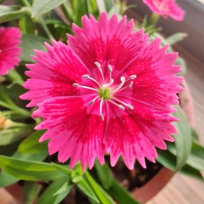 Profile Picture of Shazia Hashmi (@ShaziaHashmi_) on Twitter