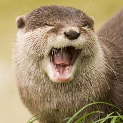 Profile Picture of Nick Salvato (@NSalvato) on Twitter