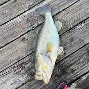 Profile Picture of James POCHE (@jamespoche9178) on Youtube