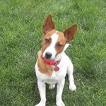 Profile Picture of Lucy the Jack Russell 🐶🐕 (@lucy_couture_pup) on Instagram