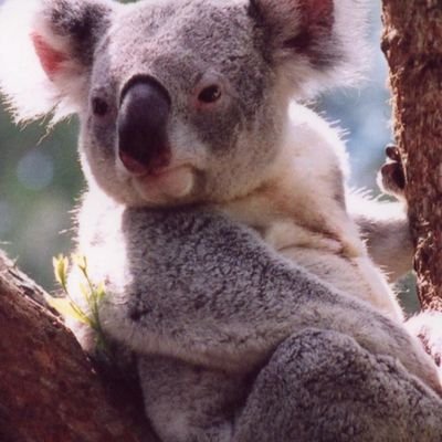 Profile Picture of Paula McCullough (@paulasheri) on Twitter