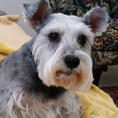 Profile Picture of John_no_trump (@John_Anti_Trump) on Twitter