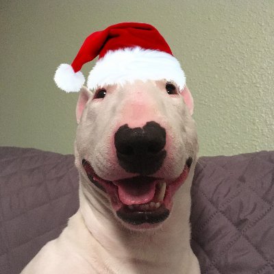 Profile Picture of 🐶 NELSON (@PupperNelson) on Twitter