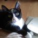 Profile Picture of Major Sam (@majorsam) on Pinterest