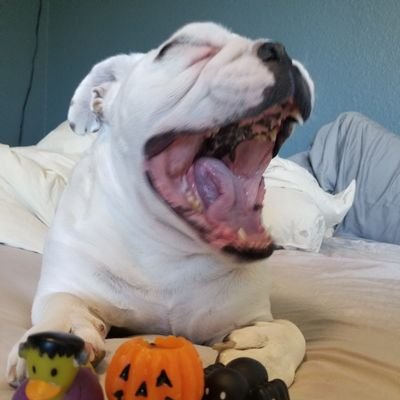 Profile Picture of Hunky Harvey The English Bulldog (@HarveyHunky) on Twitter