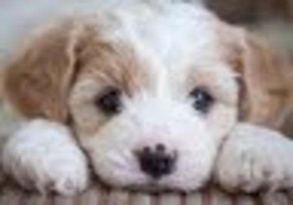 Profile Picture of 2027 ghenet Alsbrooks (@alsbrooksg) on Poshmark