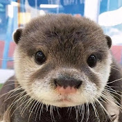 Profile Picture of Steve Tang (@SteveTang-z6c) on Youtube